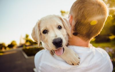 Back to School Routine Changes Impact Pets, Too