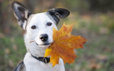 Pumpkin Spice and All Things Nice