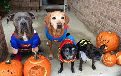 Halloween Safety Tips