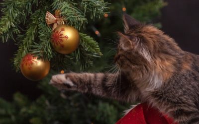 Preparing Your Pets For The Holidays In Central Texas