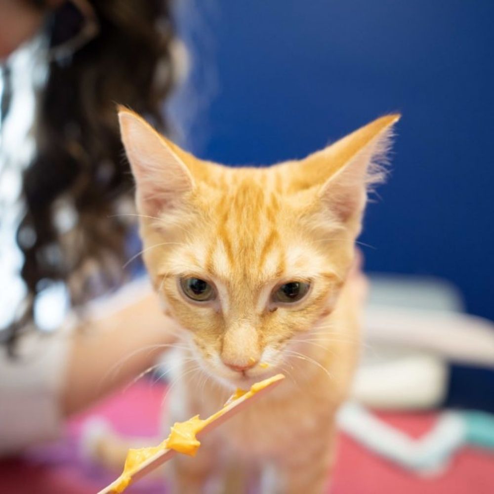 We price fairly for the highest quality care. We never push services your pet doesn’t need