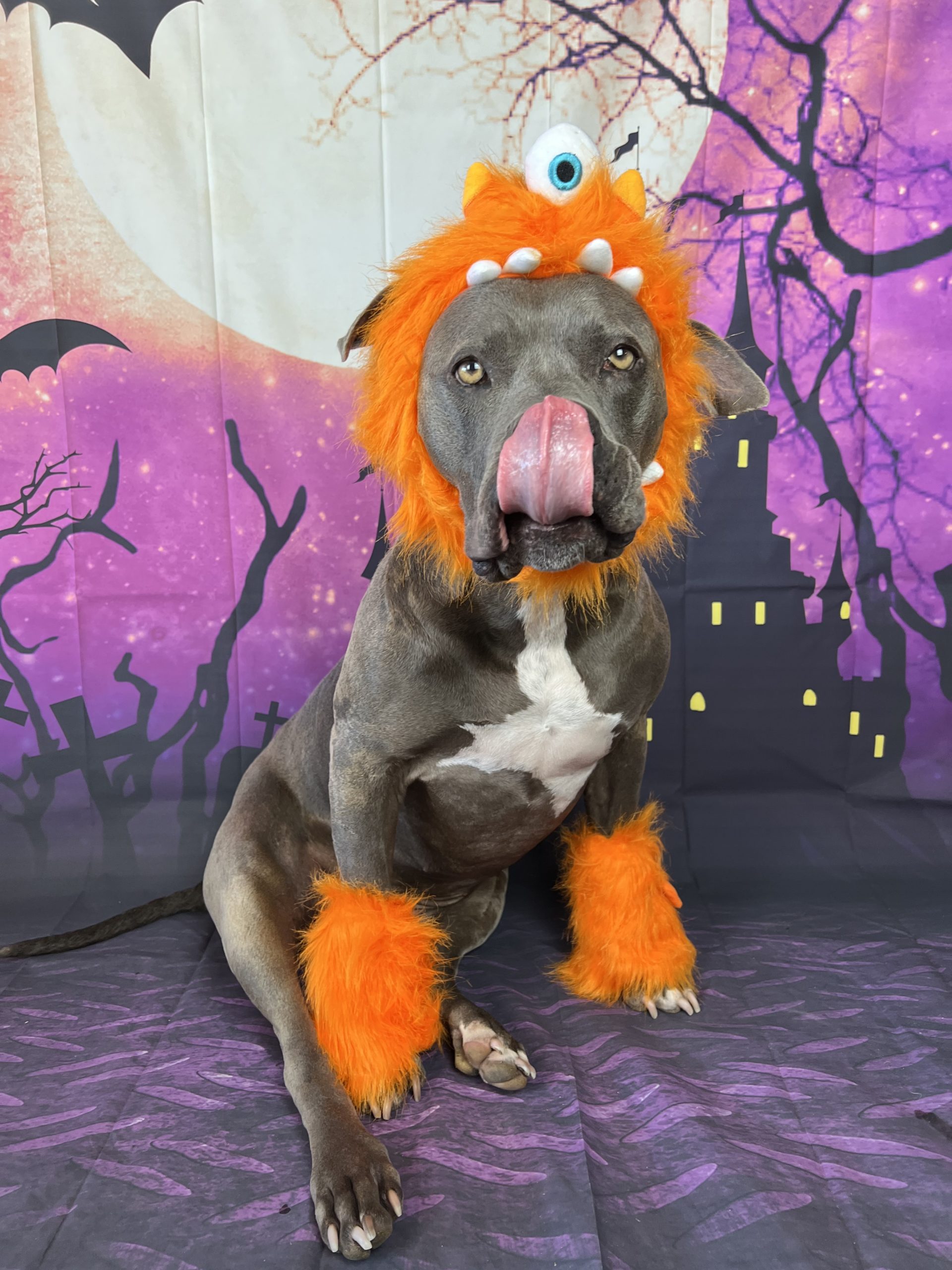 Discover Bradenton's Halloween Pet Costume Contest