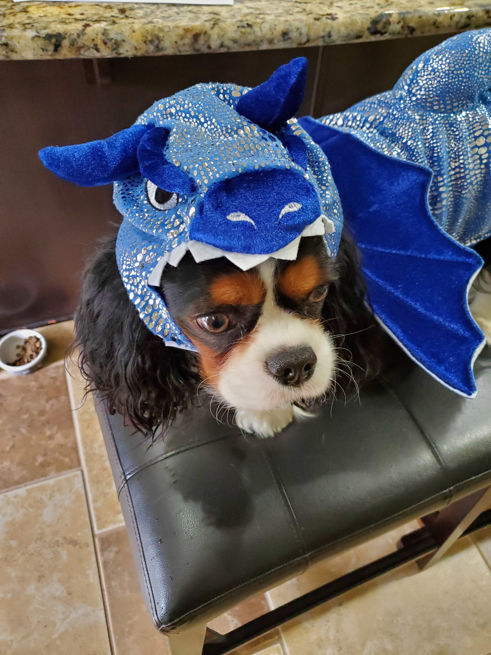 Halloween 2019 Pet Costume Contest – Gentle Hearts Animal Hospital