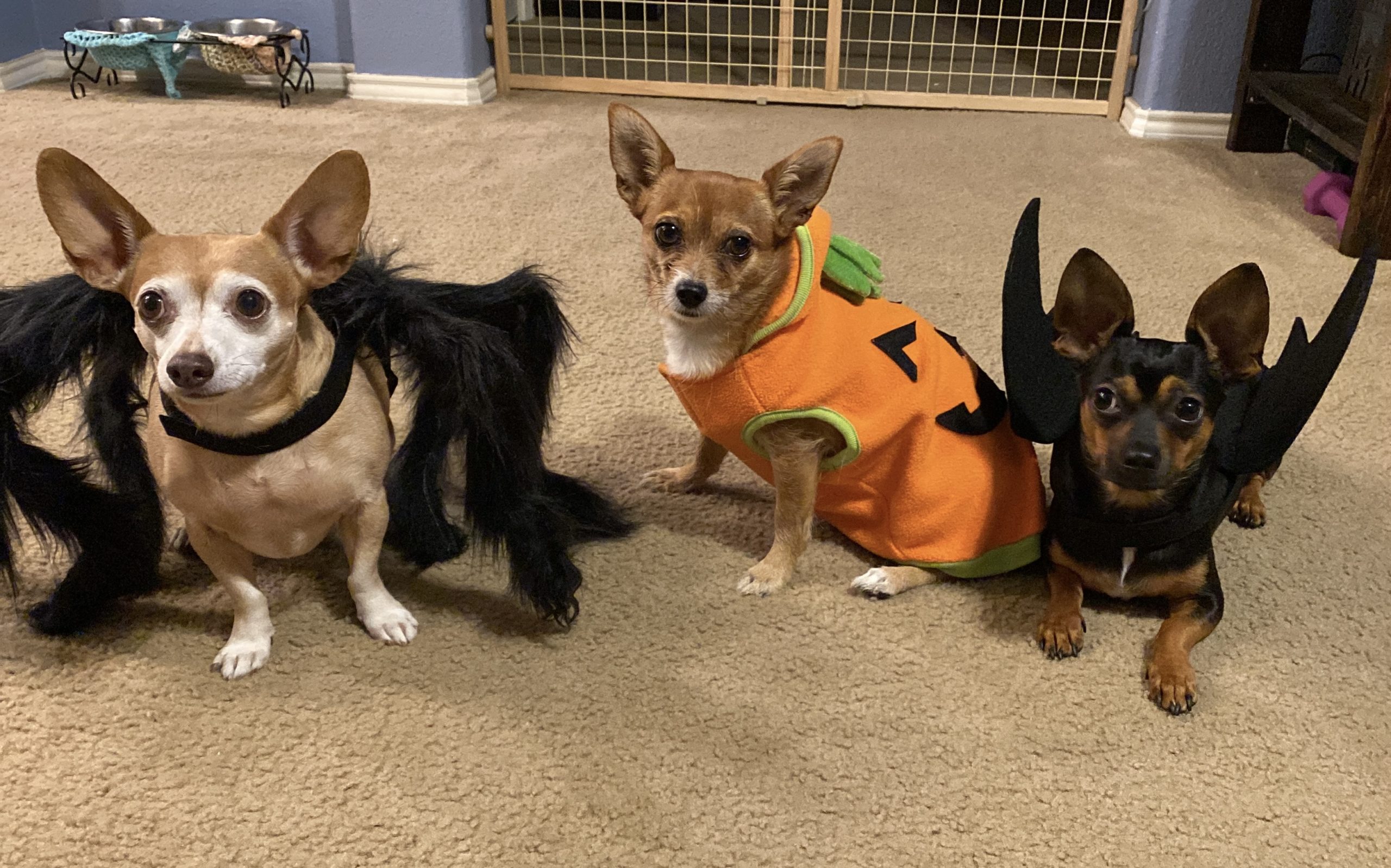 Halloween 2019 Pet Costume Contest – Gentle Hearts Animal Hospital