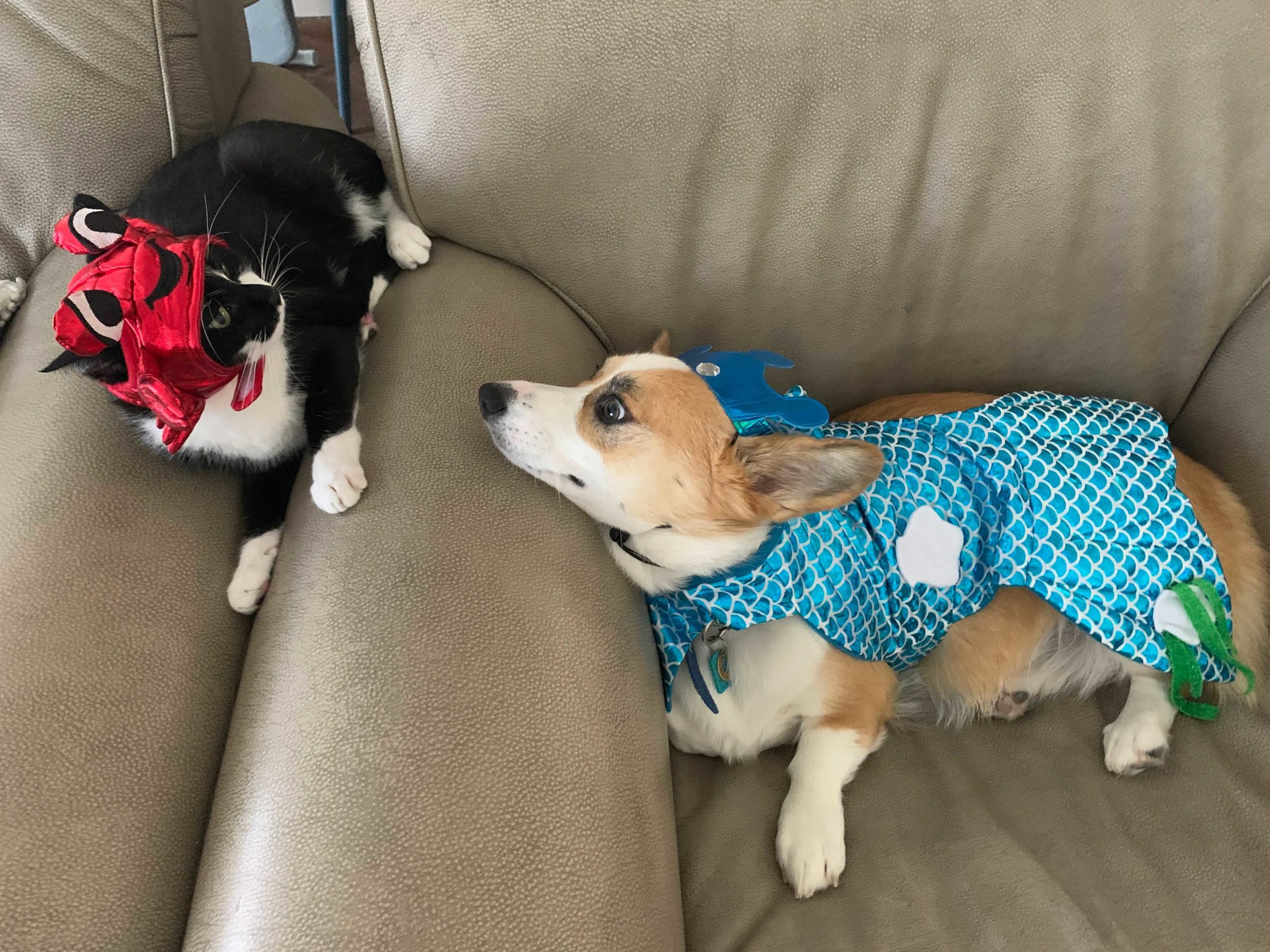 @miathecorgi