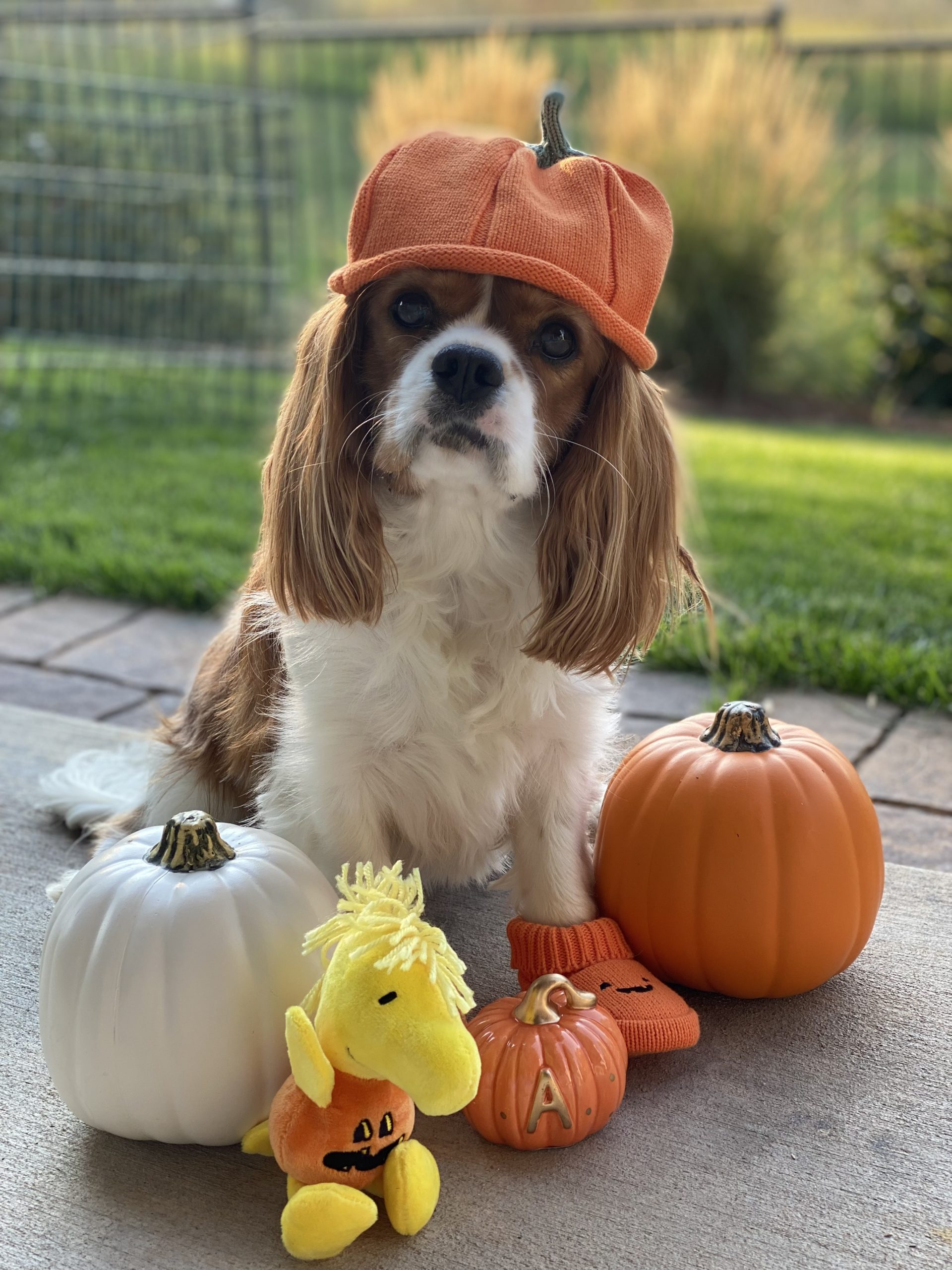 Halloween 2019 Pet Costume Contest – Gentle Hearts Animal Hospital