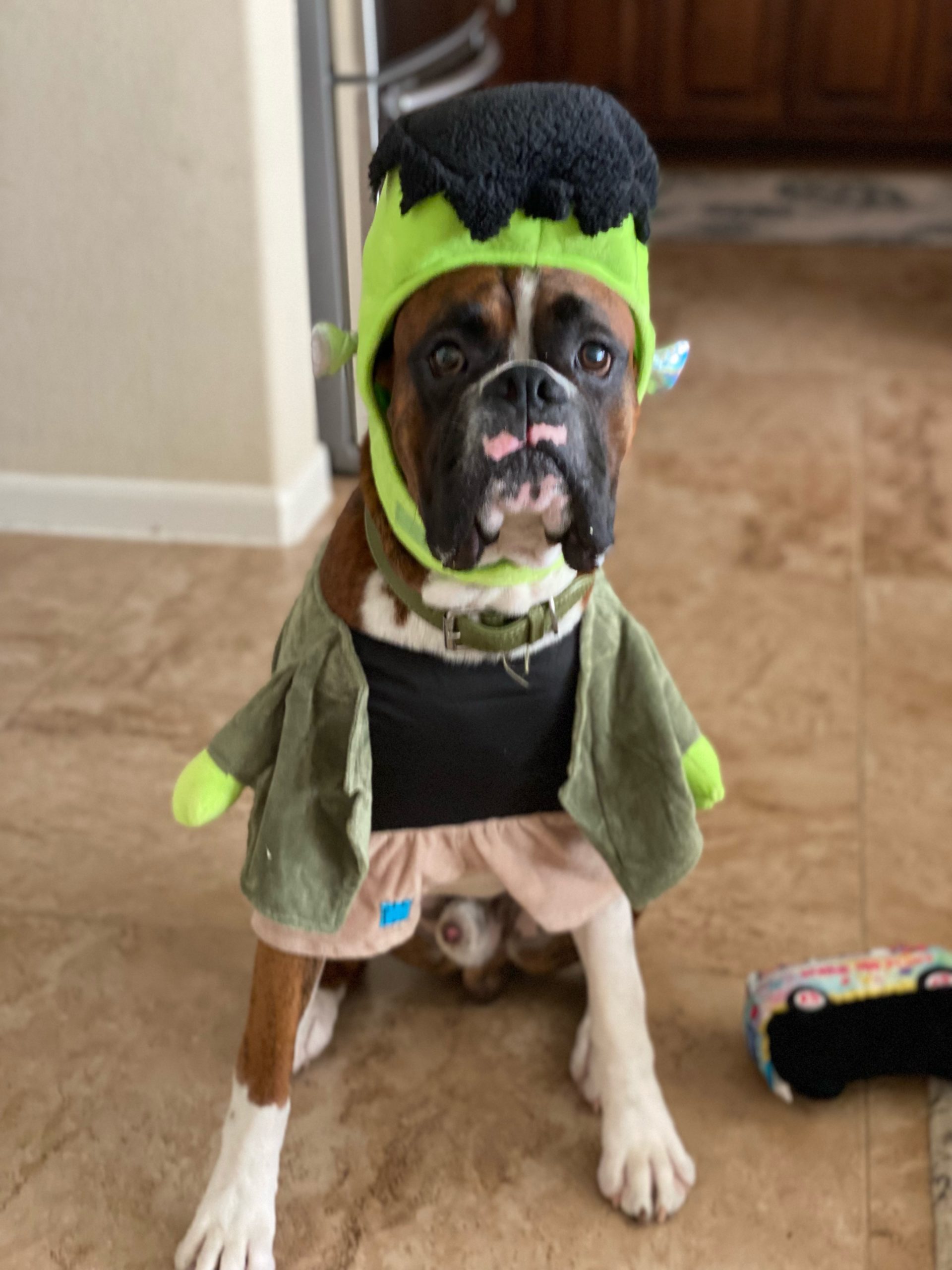 Halloween 2019 Pet Costume Contest – Gentle Hearts Animal Hospital