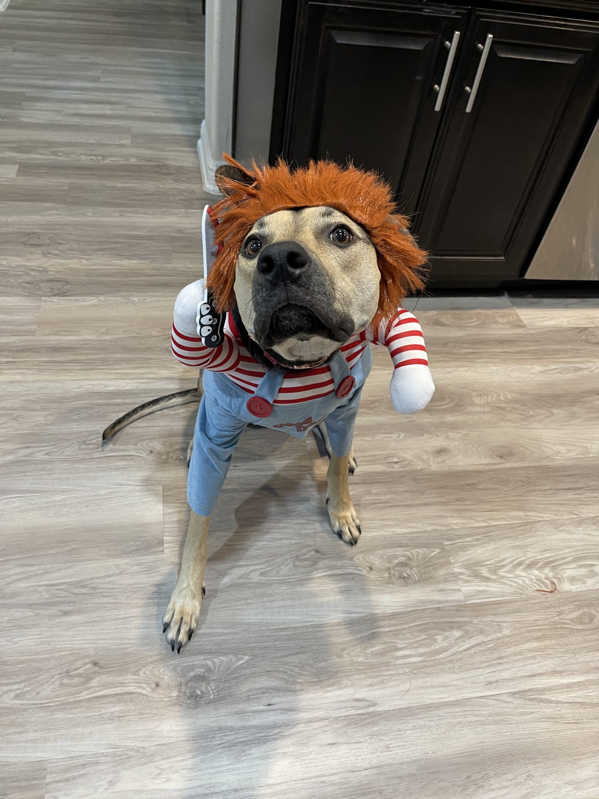 Halloween Pet Costume Contest  Veterinary Genetics Laboratory