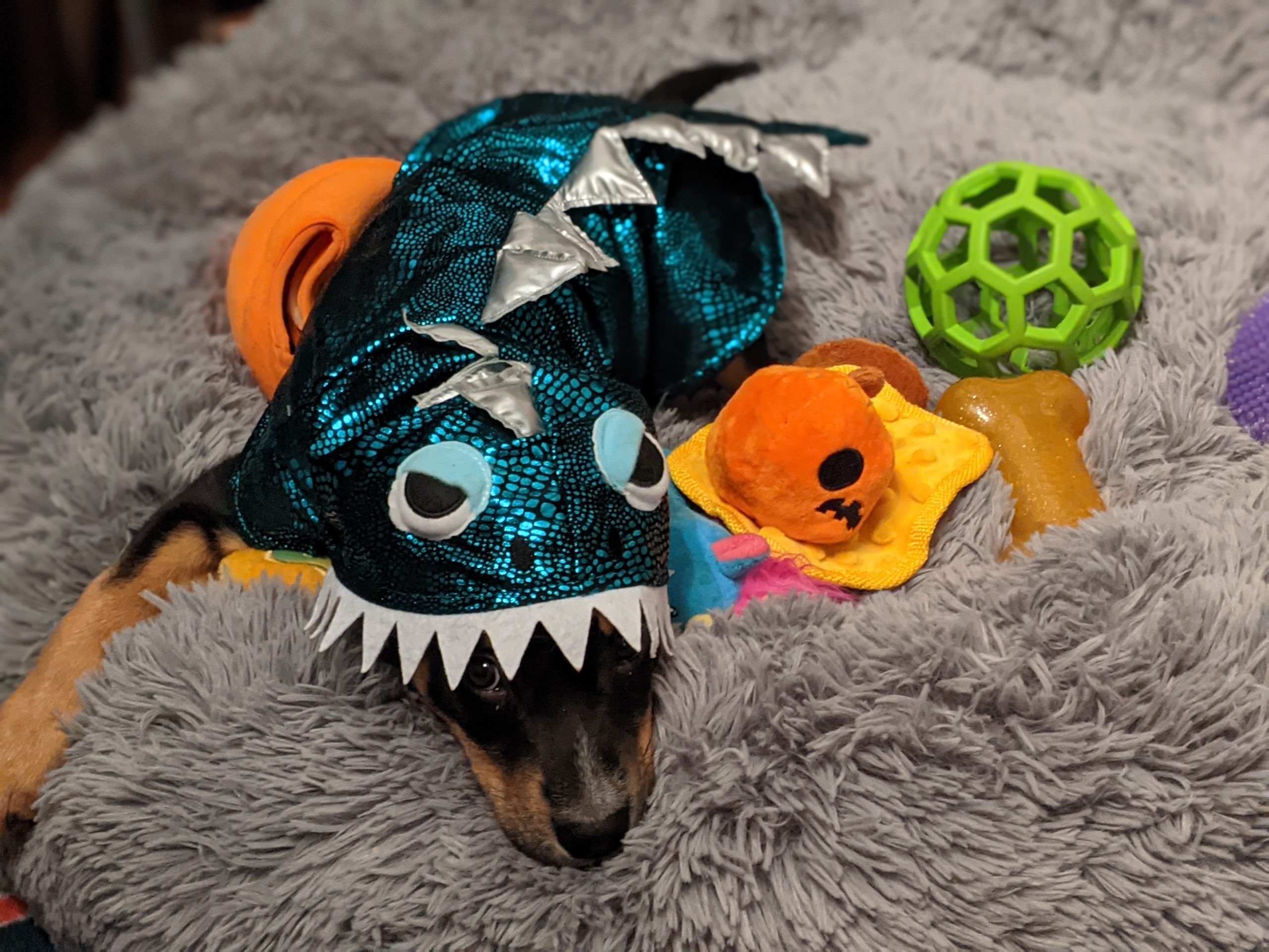 DREAM Halloween Pet Costume Contest! – Dream Animal Rescue