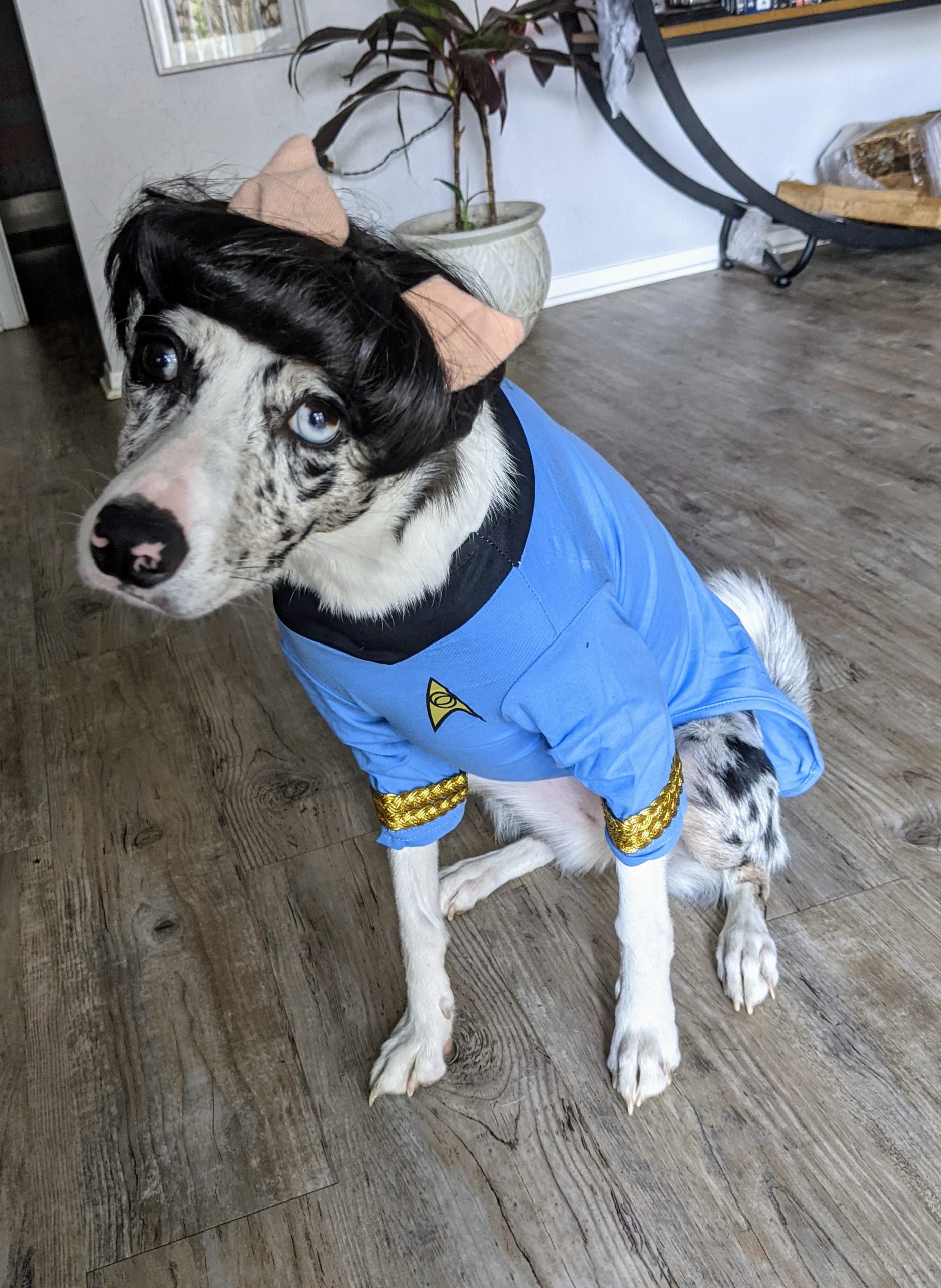 Our Halloween Pet Costume Contest got hundreds of entries: Here