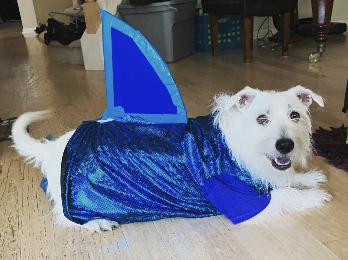 Halloween Pet Costume Contest - Kissimmee Valley Feed