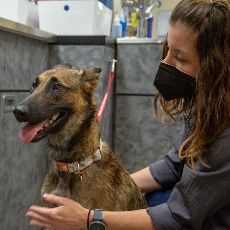 Best Veterinary Hospitals In Texas Firehouse Animal Health Center