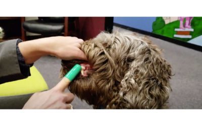 Brushing Your Pet’s Teeth: What to Know for Cats and Dogs  It's easier than it seems!