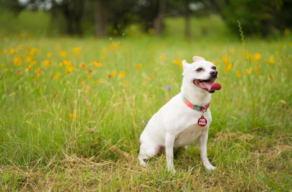 Ticks are Little. They Spread Big Diseases  Protect your cat and dog with preventive medicine