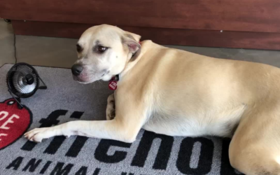 Protect Your Pup From Heat Exhaustion Keep your cool pet from turning into a hot dog this summer