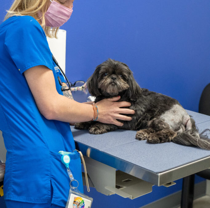 Pet Allergies Happen All Year Long  Know the triggers to prevent suffering