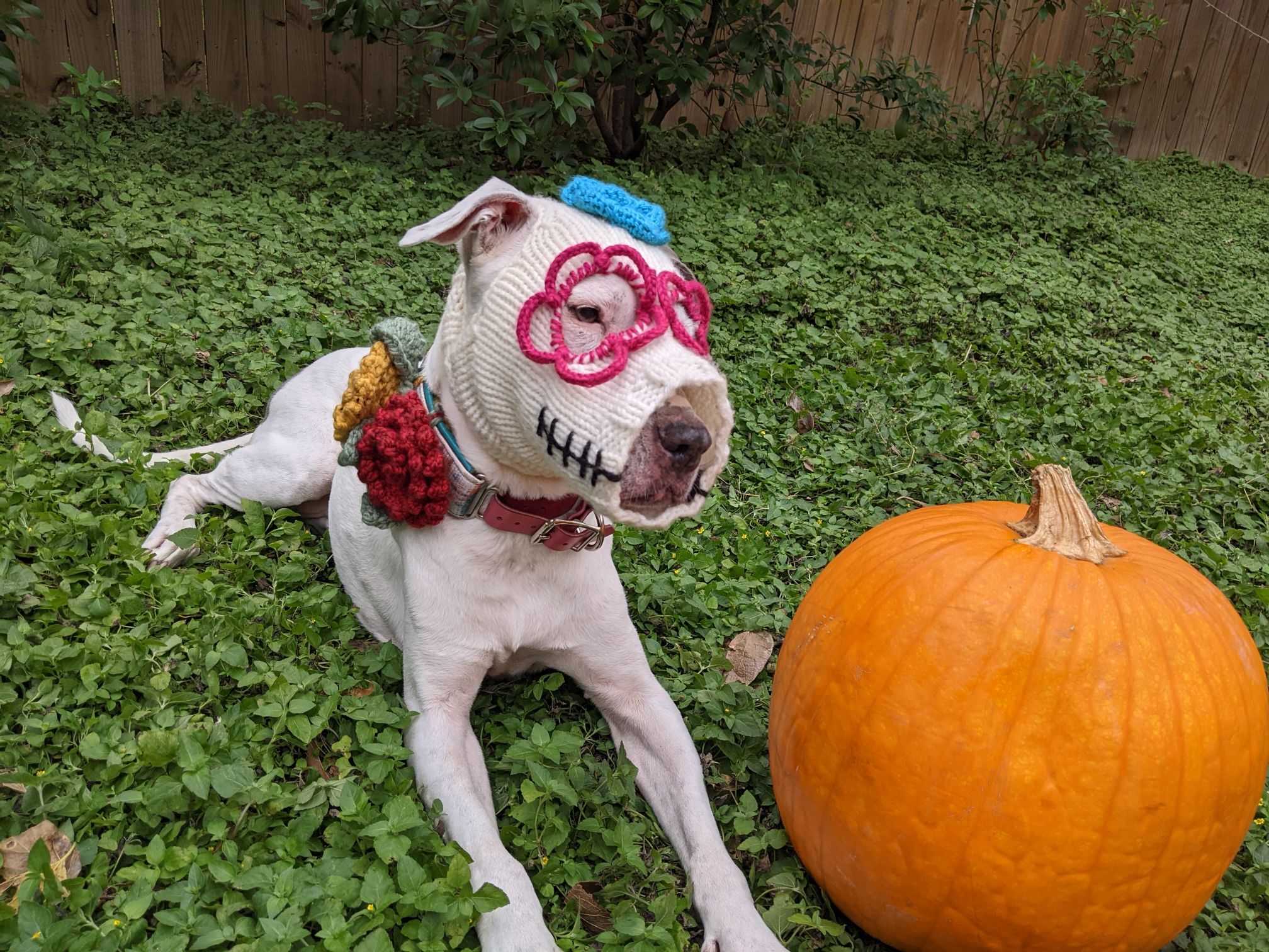 Domino (sugar skull costume hand-knitted by me!)