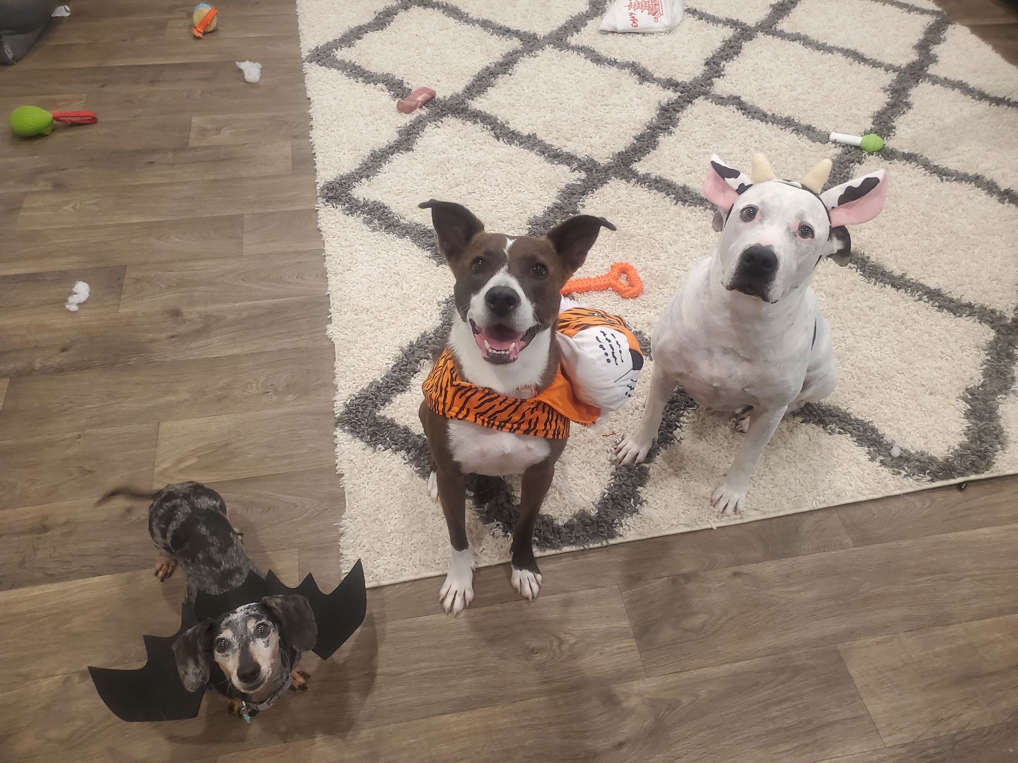 Motley, Roux, and Pepper – Katy Knell