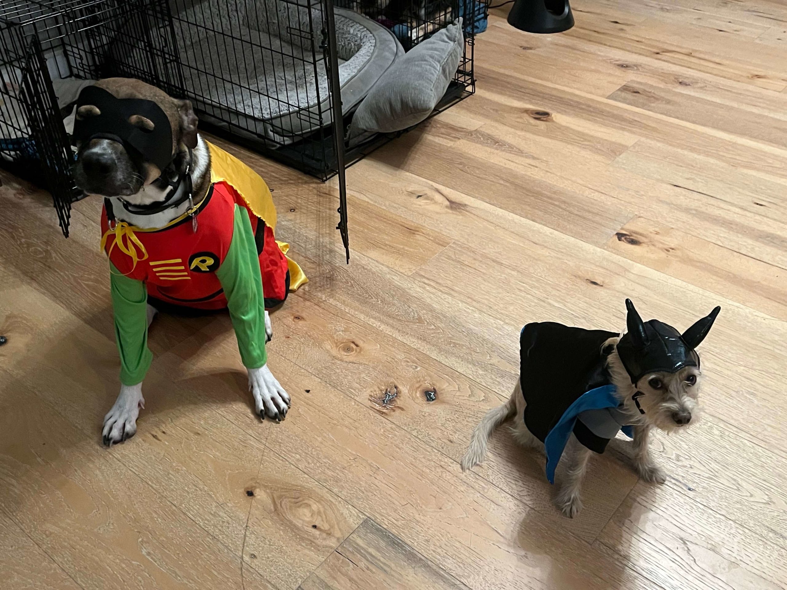 Simon and Timmy (as batman and robin) – Rachel Wolf