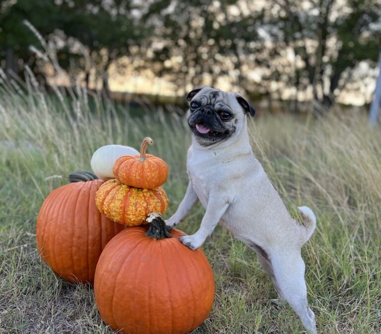 A Feast for All Beasts  Safe Thanksgiving Foods for Your Pet