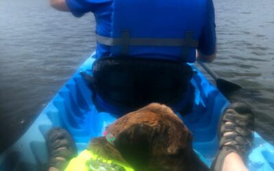 Essential Pet Safety Tips for Boating and Lakes  How Planning Reduces Accidents