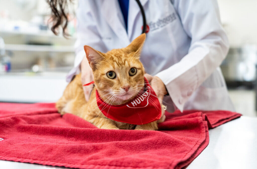 When should you spay or neuter your kitten?  Research shows cats stay healthiest when procedure is completed by 5 months