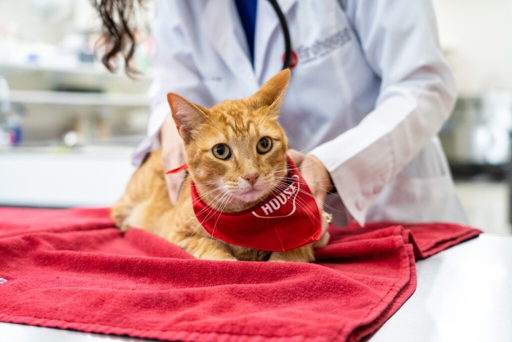 When Should You Spay Or Neuter Your Kitten? – Firehouse Animal Health