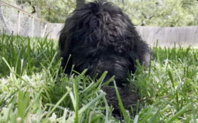 The grass-eating habit in dogs  7 reasons dogs eat your landscaping
