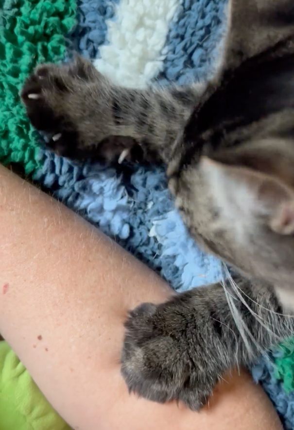 Why do cats knead firehouse animal health centers