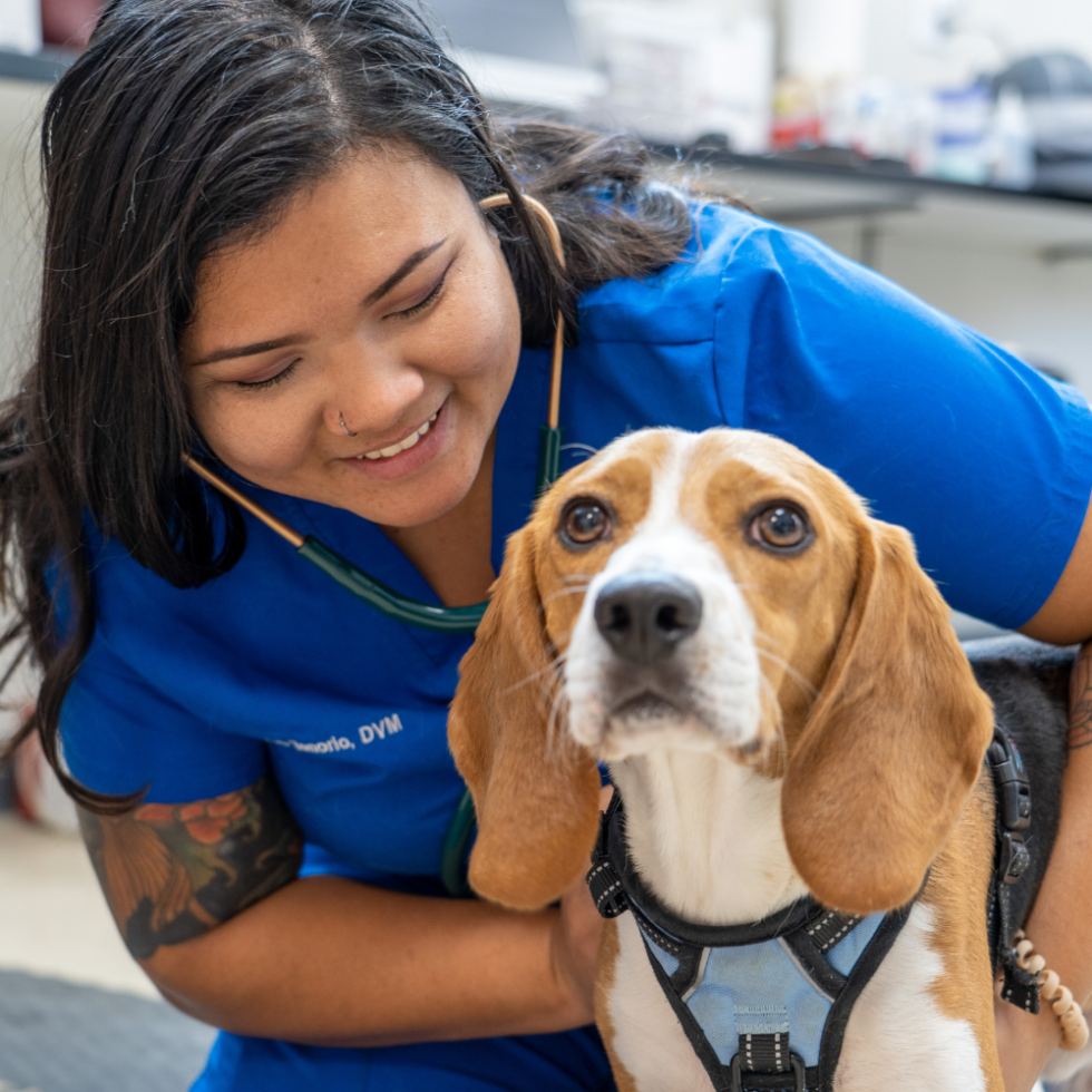 Best Veterinary Hospitals In Texas Firehouse Animal Health Center