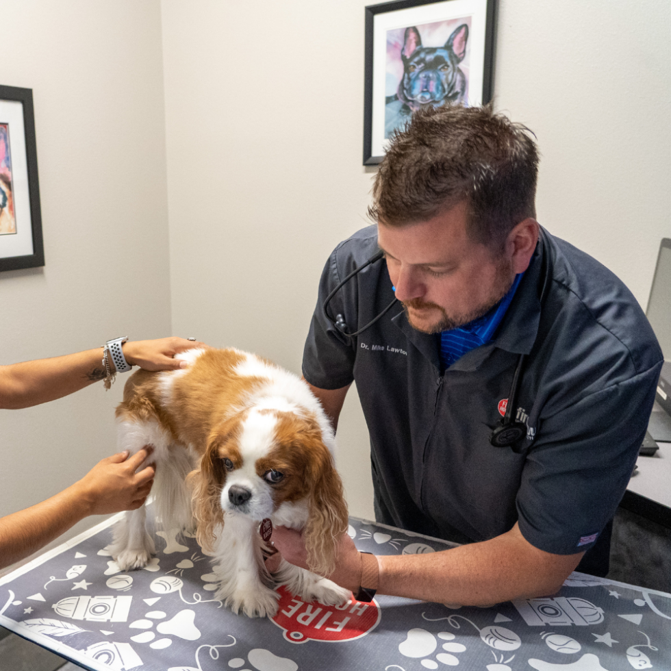 Best Veterinary Hospitals In Texas Firehouse Animal Health Center