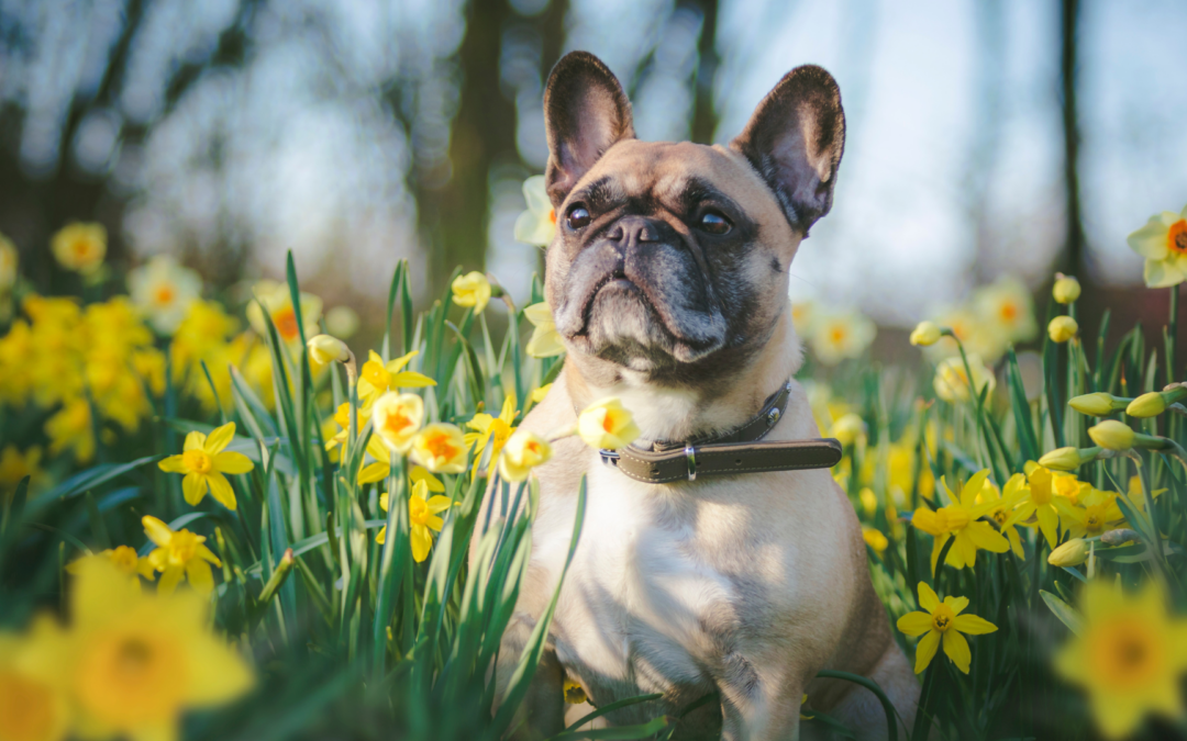 Ask the vet: Springtime pet care tips for Central Texans  Keep your cat and dog healthy in 2024