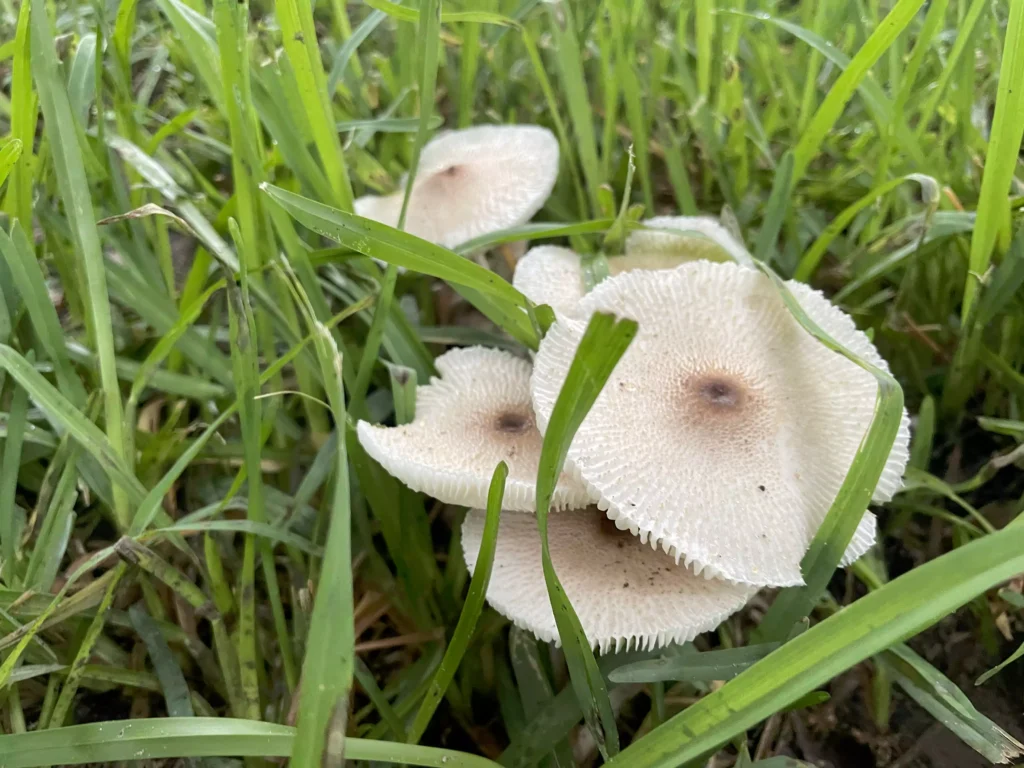 View of Garden Mushrooms Are Toxic To Dogs (And Outdoor Cats) – Firehouse ...