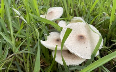 Garden Mushrooms Are Toxic to Dogs (And Outdoor Cats)  You can help your pet: recognize and prevent exposure after rainfall