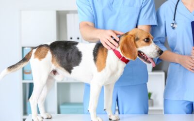 Natural Disaster Preparedness for Families with Pets  Keep your cats and dogs safe in wildfires, floods, and more