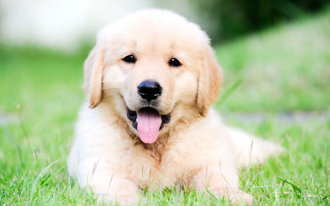 Protect Your Puppy from Canine Parvovirus  Every puppy & dog parent needs to know these basics
