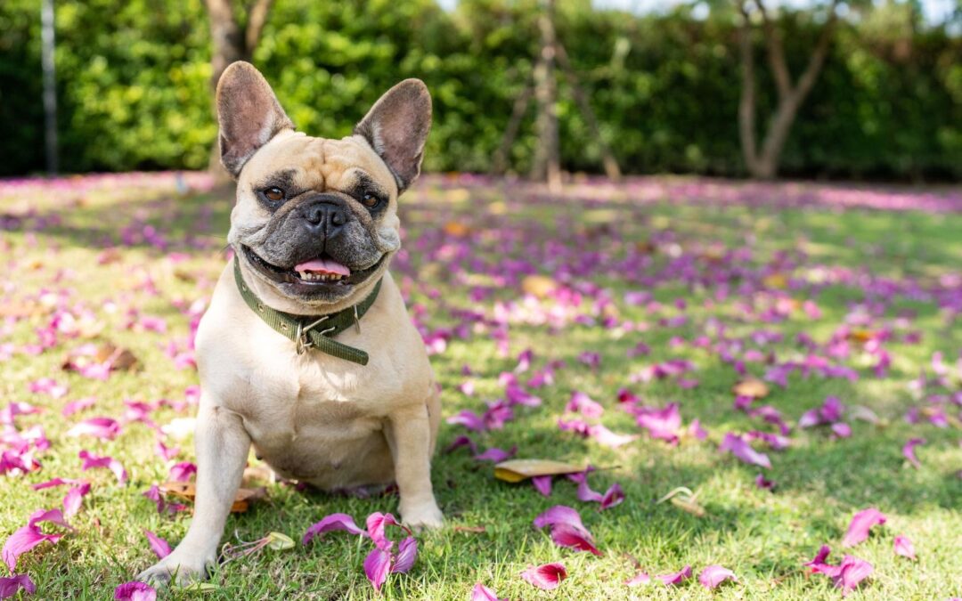 Blue-Green Algae Can Cause Death for Dogs  Check the status of this toxin before enjoying waterways with your dog