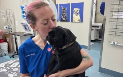 5 Ways to Support Pets With Separation Anxiety